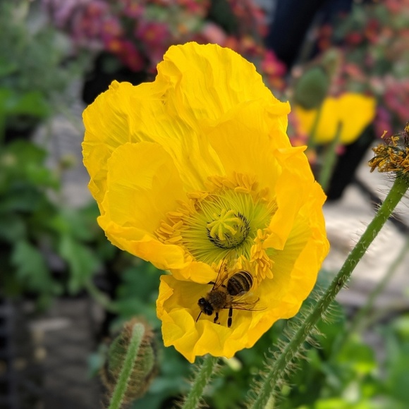 Meet your Posher, Jennifer - Picture 1 of 1